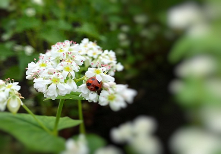 スライドショー